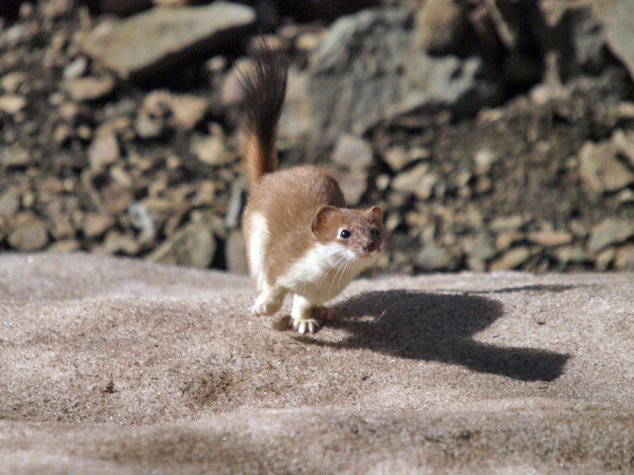 Ласка. Поход на Агепсту